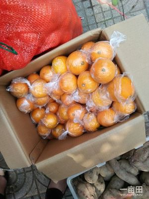 臍橙湖南邵陽新寧縣_批發(fā)_供應(yīng)-一畝田農(nóng)業(yè)網(wǎng)_專業(yè)的農(nóng)產(chǎn)品信息商務(wù)平臺